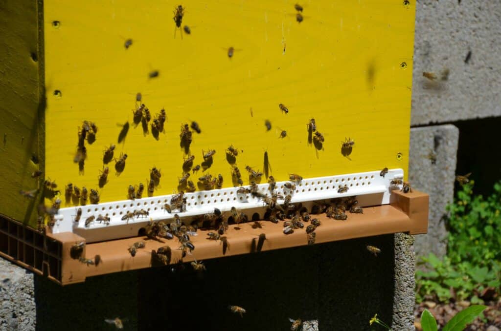 les abeilles en gros plan